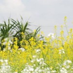 Tản mạn về hoa cải